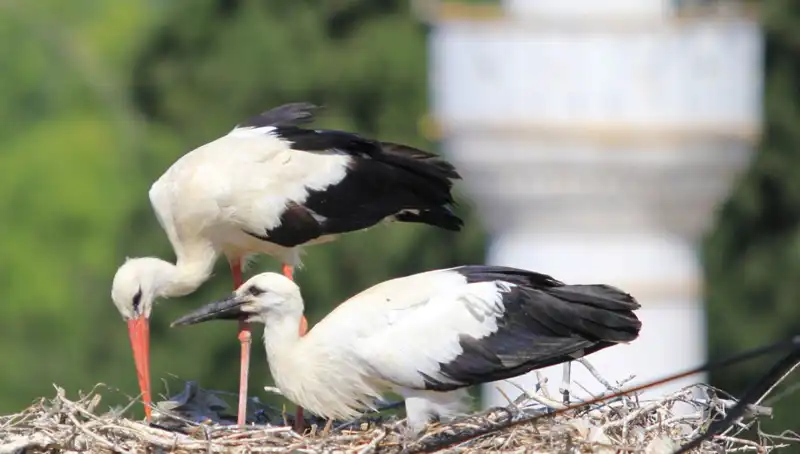 Leylek Köyü’nde Leyleklerin Tüm Güzellikleri: Yaren Leyleği Kıskandıracak Ulaşım ve Turizm Rehberi