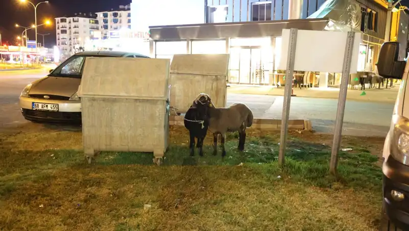 Mor Karaman Koyunları Yolda Kaderine Terk Edildi: Neler Oluyor?