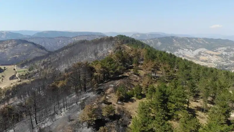 Bolu’da 5 Milyondan Fazla Fidan Toprakla Buluşuyor: Yeşil Gelecek İçin Büyük Adım