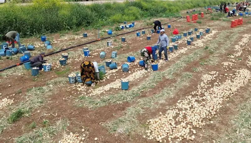 Soğan Hasadı Başladı: Pazara Nasıl Yansıyacak? Fiyatlar Düşüşte!