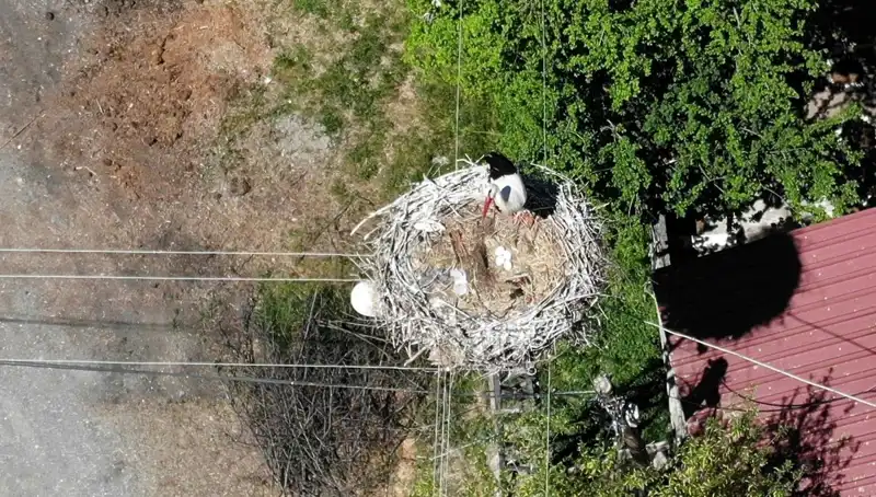 Baharın Müjdecisi Yuvasına Dönecek: 22 Yıldır Aynı Yerde Yaşıyor