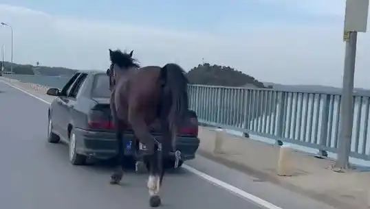 Adana'da Ata Eziyet Eden Kişi Tutuklandı: Sokaklar Çalkalandı