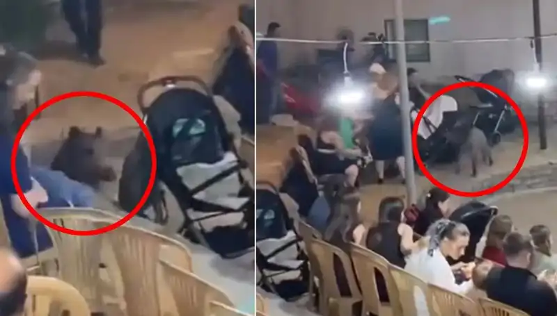 Düğün Törenine Aniden Giren Yaban Domuzu Herkesi Şaşkına Çevirdi