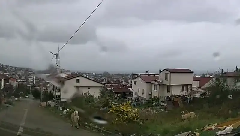Sahipsiz Köpeklerin Saldırdığı Çocuk Hastanelik Oldu: Olayın Ayrıntıları!