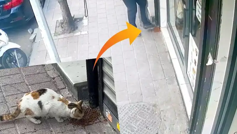 Kedilerin Mamalarını Dağıtan Şaşkın Şahıs Kameralarla Yakalandı