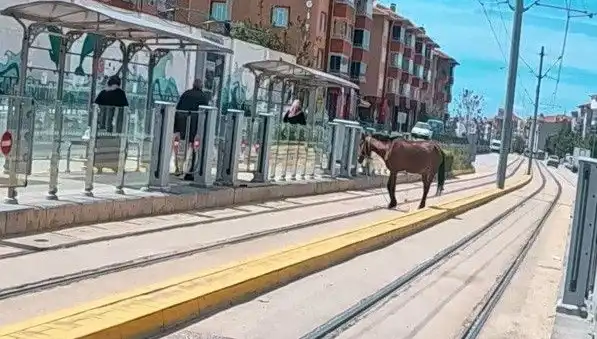 Eskişehir Tramvay Raylarında Başına Dert Açan Başıboş At Olayı