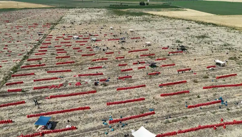 Tarımda Zorlu Günler: Tarlada Fiyatların Düşmesi ve Sıcaklık Stresi