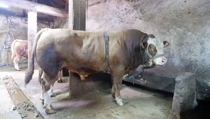1 Ton 200 Kilo Eşsiz Malzeme Alıcı Buldu, Fiyatı Şaşırttı!
