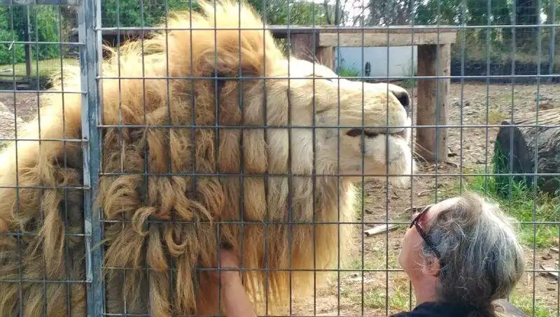 Avustralya'da Aslan Saldırısı: Kafesteki Kadın Kolunu Kaybetme Tehlikesiyle Karşı Karşıya