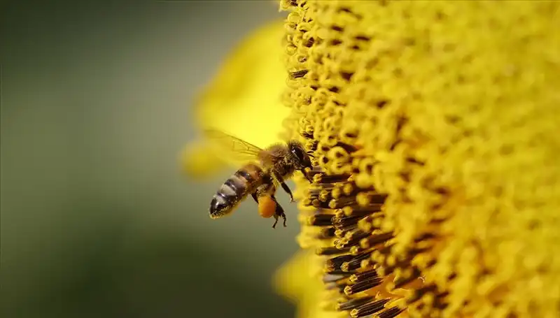 Kır Çiçeklerindeki Zehrin Ardında Yatan Arı Ölümlerinin Sırrı