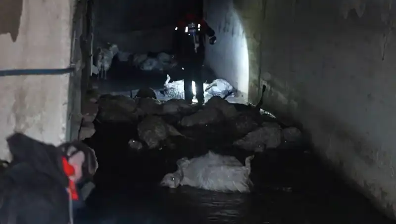 Keskin Koku Felaketi: Hayvanları Yüzlerce Aylık Korkunç Sonuçları