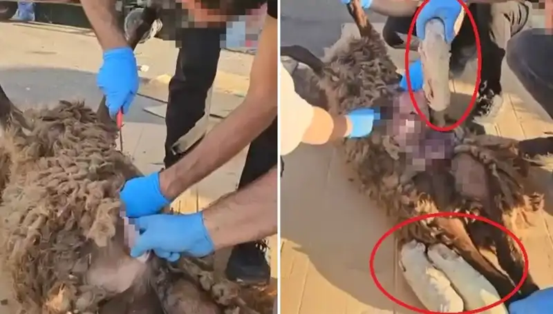 Zehir Ticareti İfşası: Ölü Koyunun Karnında Bulunan Gizli Malzeme Ne Anlama Geliyor?
