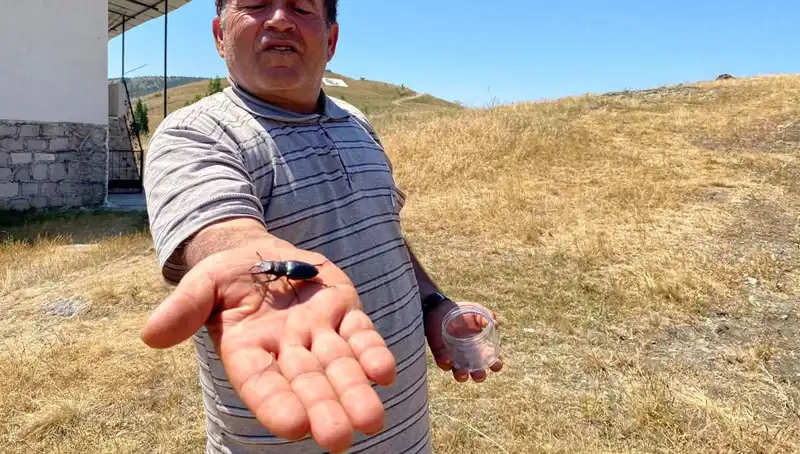 Sivas'ta Görülen O Böceği Öldürmenin Cezası Pes Dedirtecek!