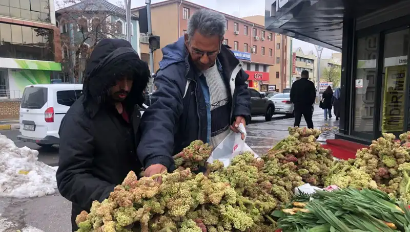 Kendiliğinden Yetişen Bu Bitki Kanser Tedavisinde Yeni Umut Oluyor