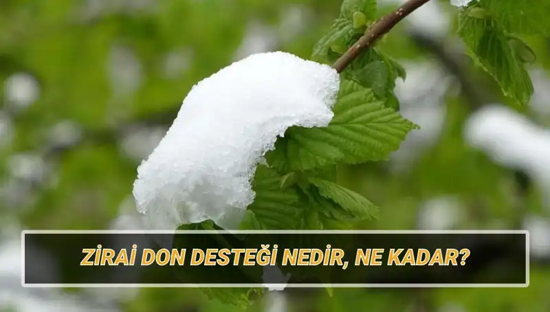 Zirai Don Desteği: Ne Kadar ve Hangi İllere Verilecek?
