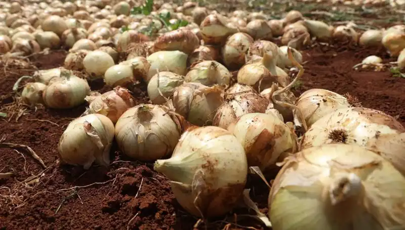 Hatay'da Soğan Hasadı Başladı: Çiftçiler Gülüyor, Rekolte Yüksek!
