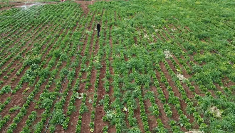Marul Hasadı Kuraklıkla Tehdit Altında: Tarımda Gelecek Kayıp mı?