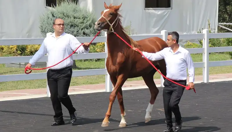 Taşkın Kral: Tarihin En Büyük Doğal Afetlerinden Birinin Rekoru Kırıldı