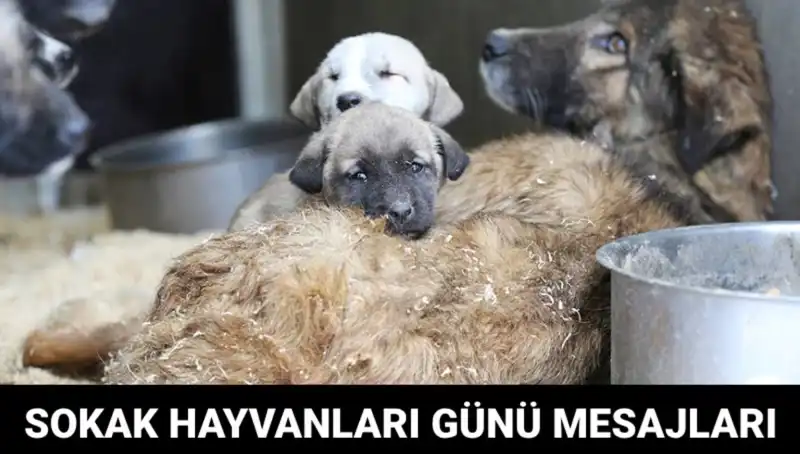 Dünya Sokak Hayvanları Günü: Yaşam Savaşçılarına Destek Olma Zamanı