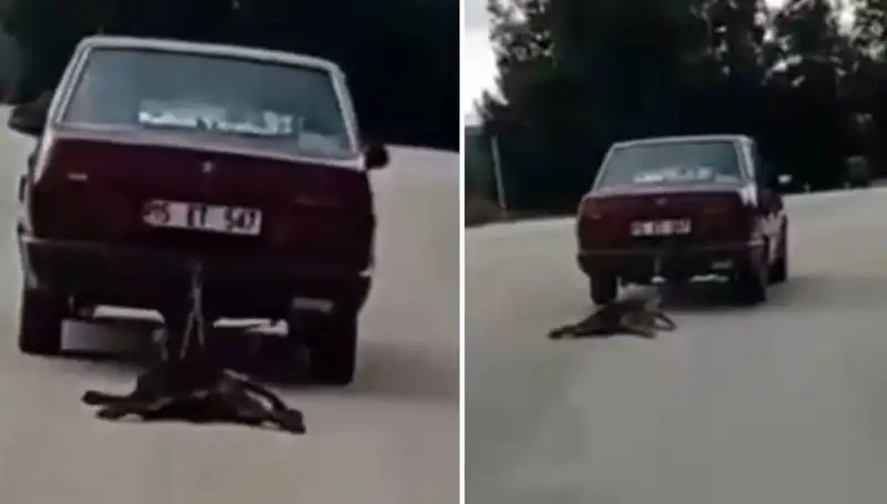 Bir Otomobilin Peşinden Sürüklenecek Kadar Dayanılmaz Bir An: Köpeğin Dramı