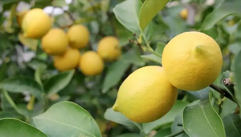 Limonun Fiyatı Rekor Kırdı: Adedi 24 Liraya Dayandı!