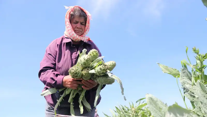 Tarladan Sofralara: Organik Ürünlerin Tüketiciyle Buluşma Fiyatları Artıyor