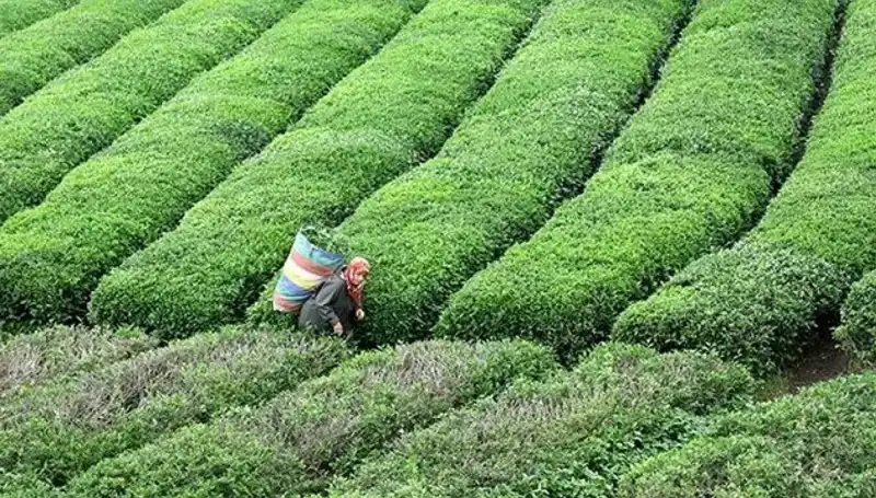 ÇAYKUR, Bayramda da Yaş Çay Alımına Devam Edecek!