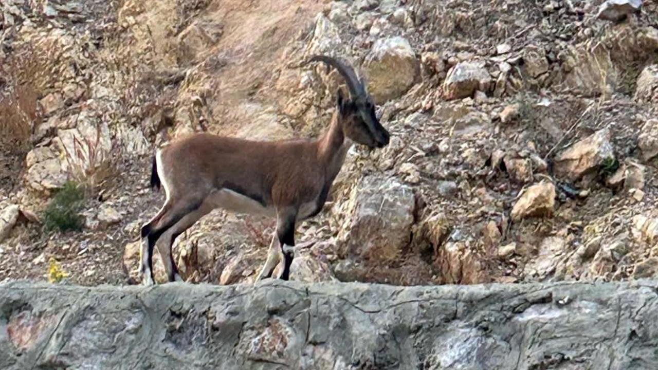 Yaban keçisini avlayana 661 bin lira ceza