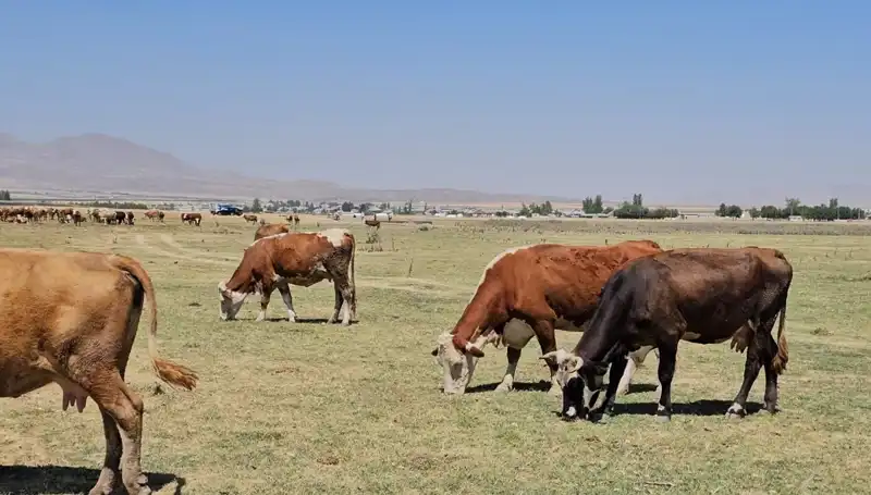 Arin Gölü'ndeki Kuru Günler: Su Sıkıntısının Bedeli Nedir?