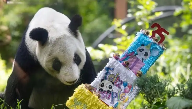 Dev Panda Xin Xin, 35 Yaşında! Doğum Günü Kutlaması Dikkat Çekti