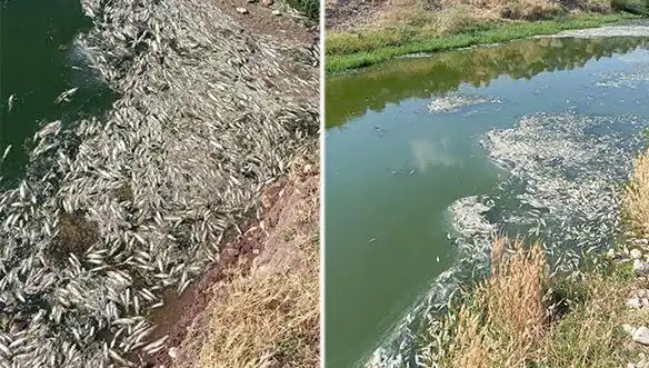Karasu Çayı'ndaki Balık Ölümleri Neden Artıyor? İddialar ve İncelemeler