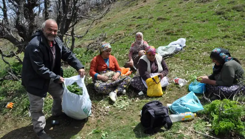 Doğanın Hediyesi: Yürüyerek Toplanan Mantarlara Yüksek Talep
