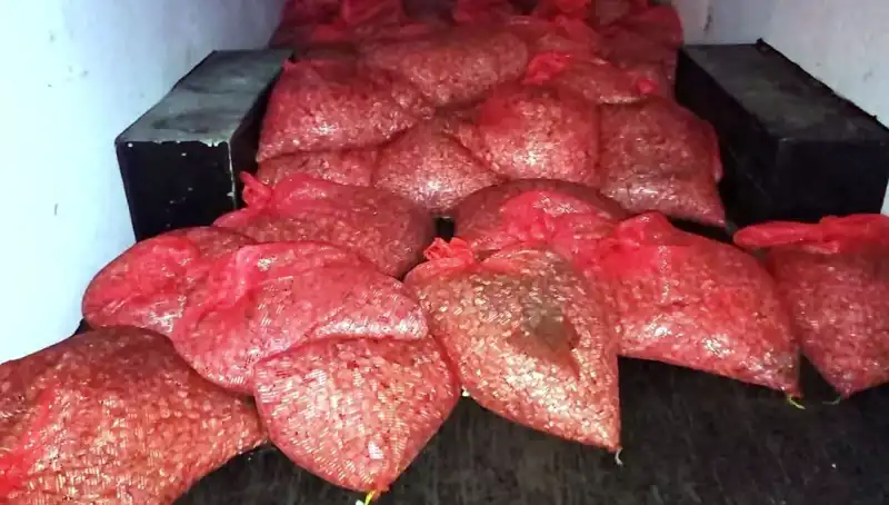 Samsun'da 1,5 Ton Kaçak Midye Operasyonu: Sağlık ve Güvenlik Tehdit Altında!