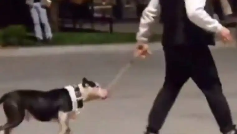 Ağızlıksız Pitbull Dehşeti: Sahibi Para Cezası ile Yüz Yüze Geldi