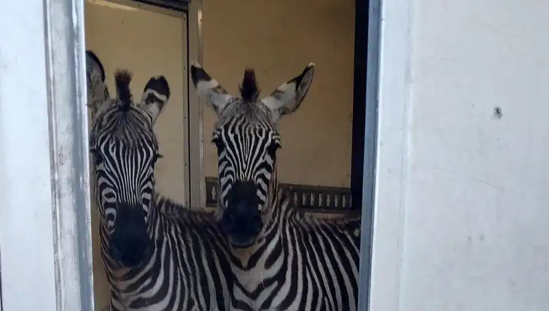 Sınır Kontrolünde Şaşırtıcı Yakalama: Minibüsten 2 Zebra ve 6 Maymun!