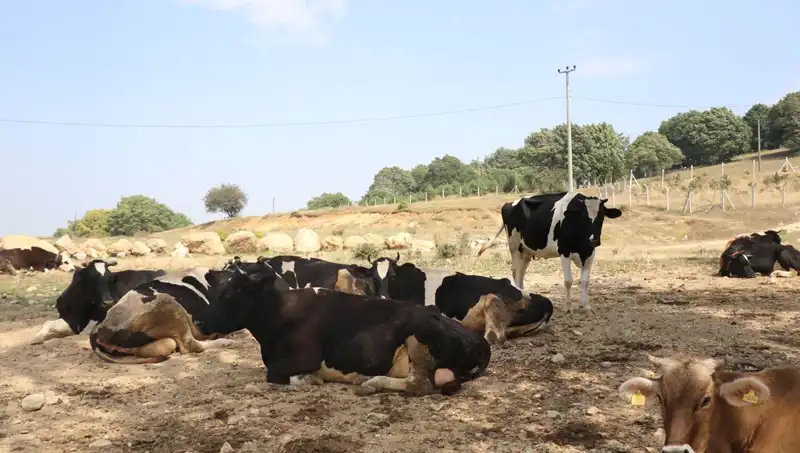 Şap Hastalığına Karşı Sert Önlemler: 22 Köyde Giriş Çıkış Kısıtlaması Uygulandı