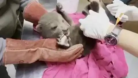 Karabük'te Yavru Bozayı Kurtarıldı, Doğaseverler Sevindi