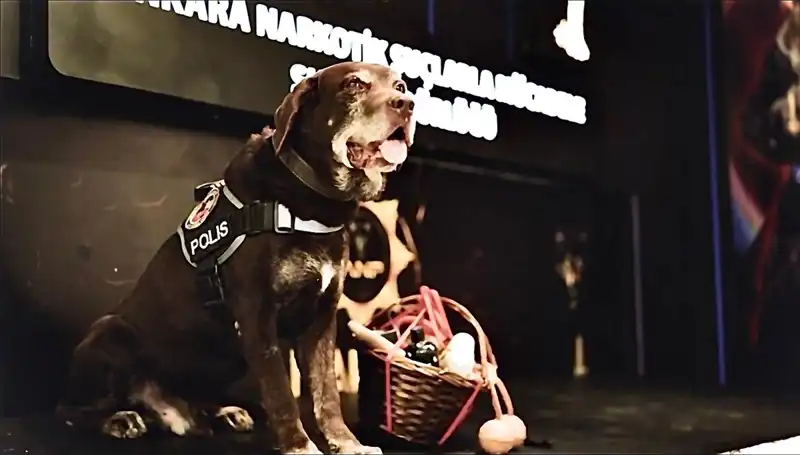 Ankara Emniyeti'nin Efsane Narkotik Köpeği Toma, 11 Yıl Sonra Emekli Oldu