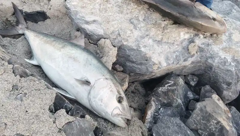 Oltayla Yakalanan Dev Balık, 18 Bin TL'ye Satışa Çıktı!